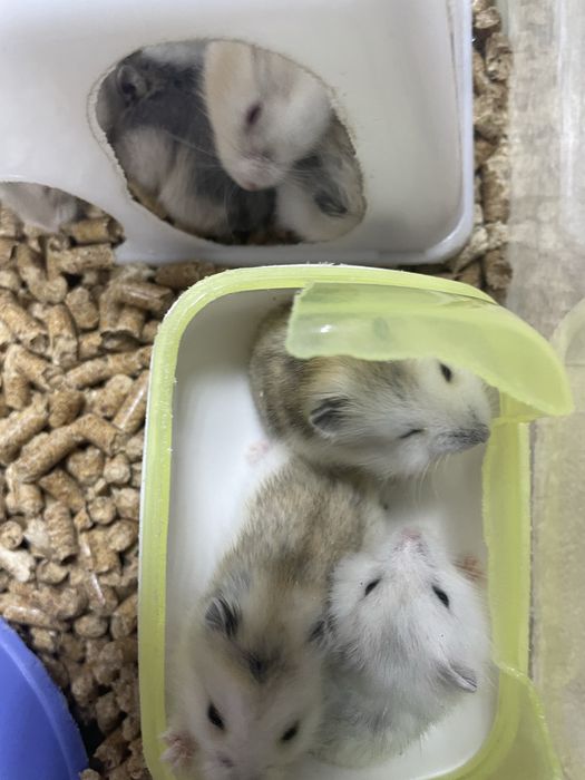 Продам хомячков джунгариков