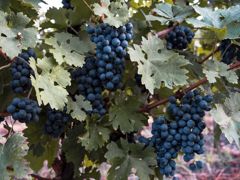 Struguri de vin adusi acasa diverse soiuri albi-negri, preț producător livrare la locație în jud. Dolj