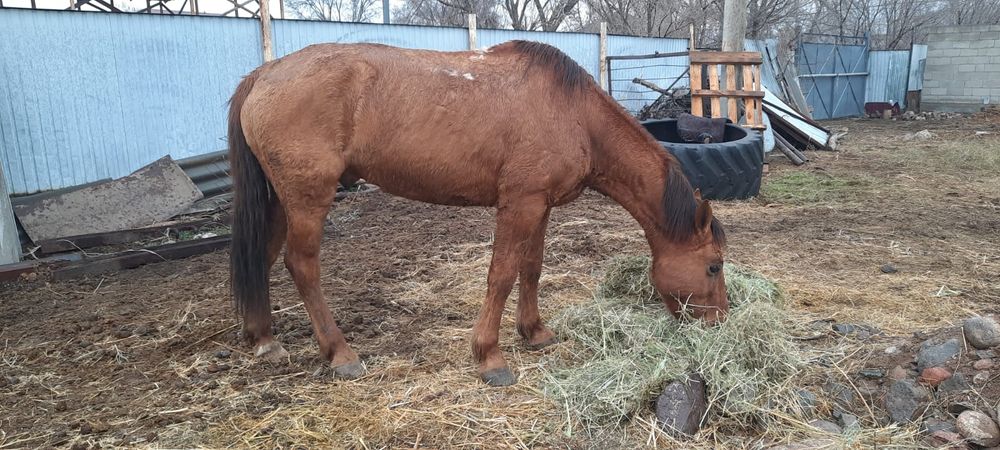 Осы жылқылар сатылады