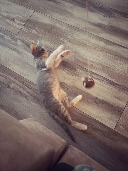 продаем породистую кошку сфинкс,метис