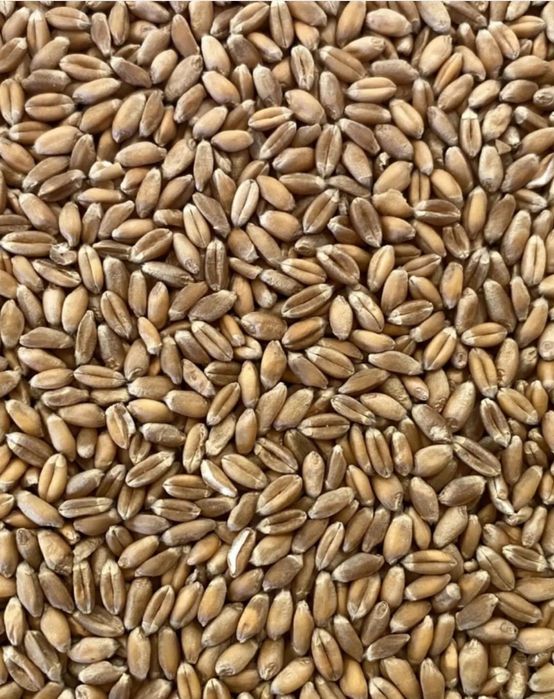 Grâu  producție 2025