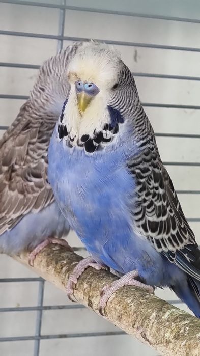 PAPAGAL Perus /Peruşi Standard ,Comuni 100 perechea