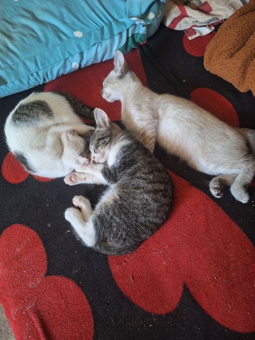 Pui de pisica pentru adoptie