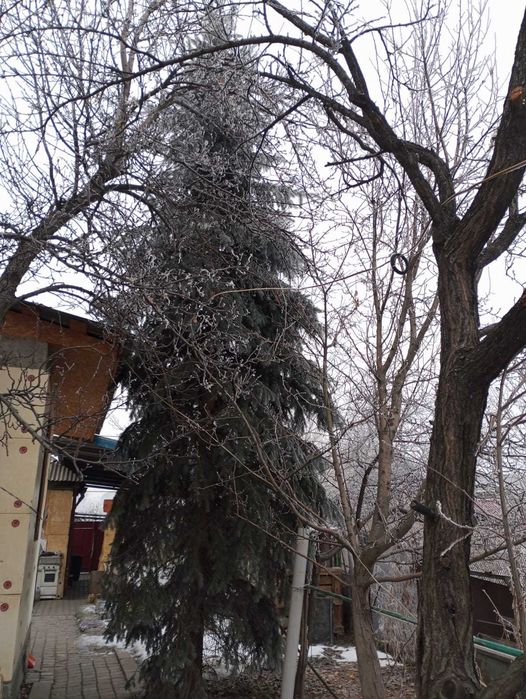 Голубая Ель больше 7 метров