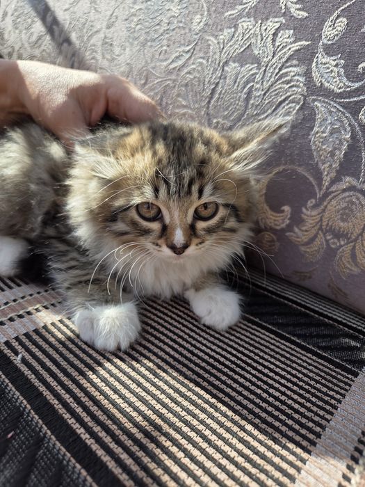 Отдам в хорошие руки