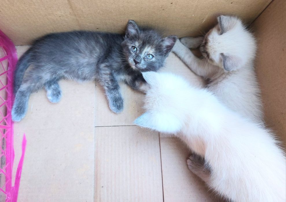 Отдам Котёнка. 1 мес, серая.