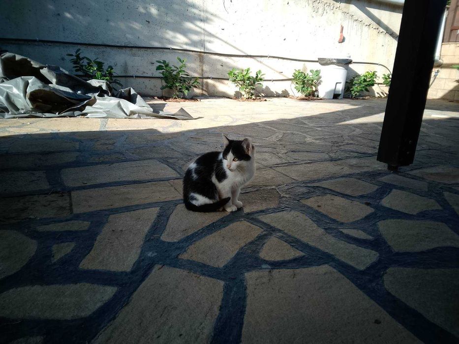 Подарявам няколко котета