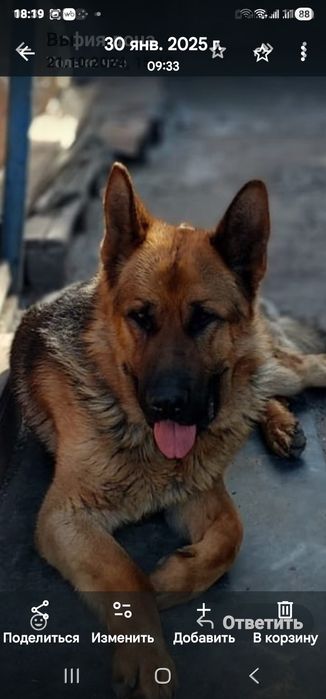 Кобель овчарки для случки