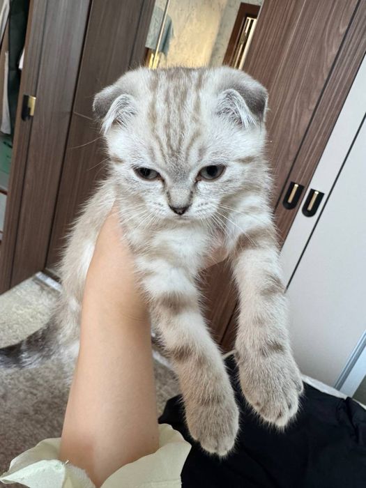 Продается Скоттиш Фолд