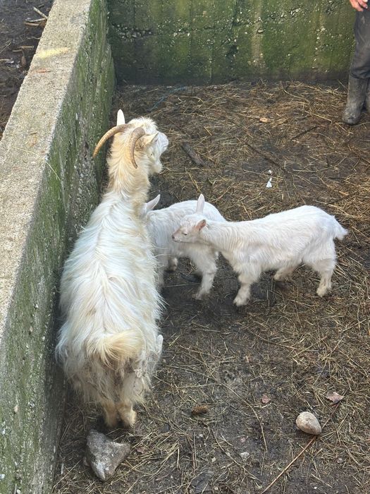 Vand capra cu doi iezi