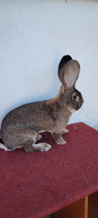 Mascul de Uriaș German gri la un an jumătate