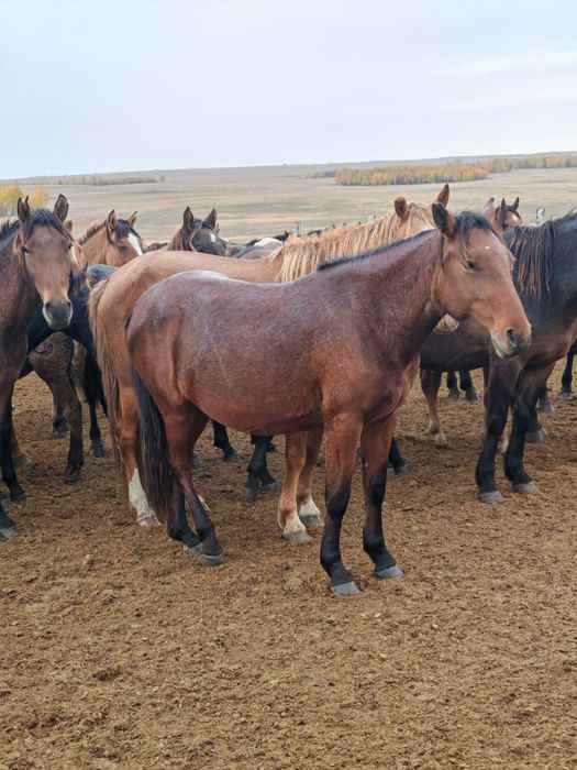 Продам ту бие. Продам