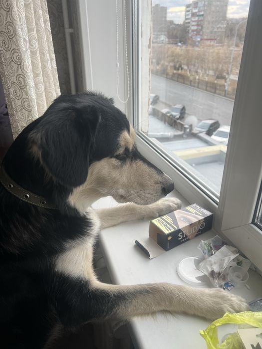 Собака в добрые руки