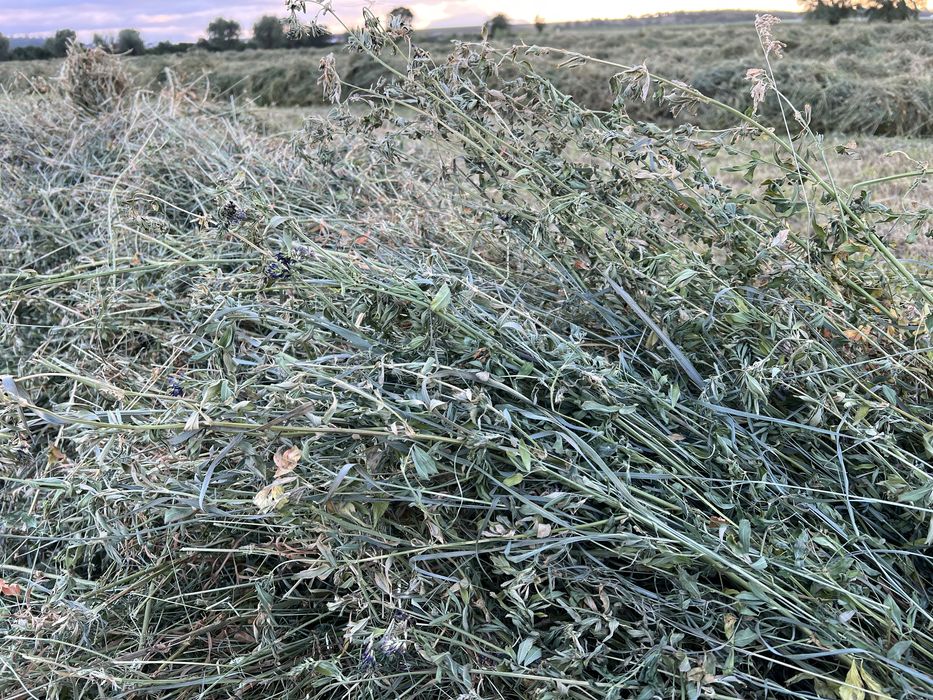 Baloti lucerna bine presati