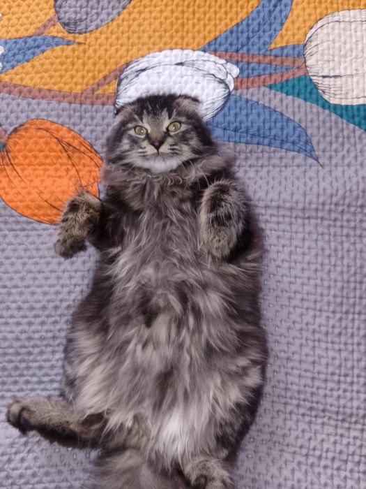 Потерялся кот     .