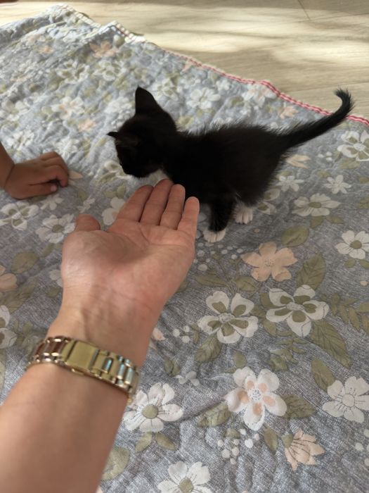 Котенок мальчик
