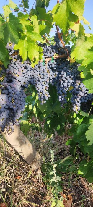Продавам грозде - Мерло и Памид