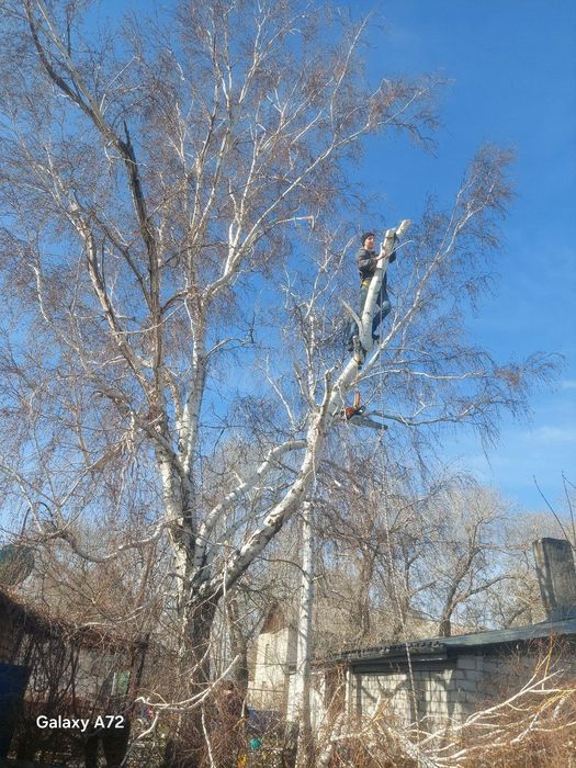 Спил деревьев профессионально