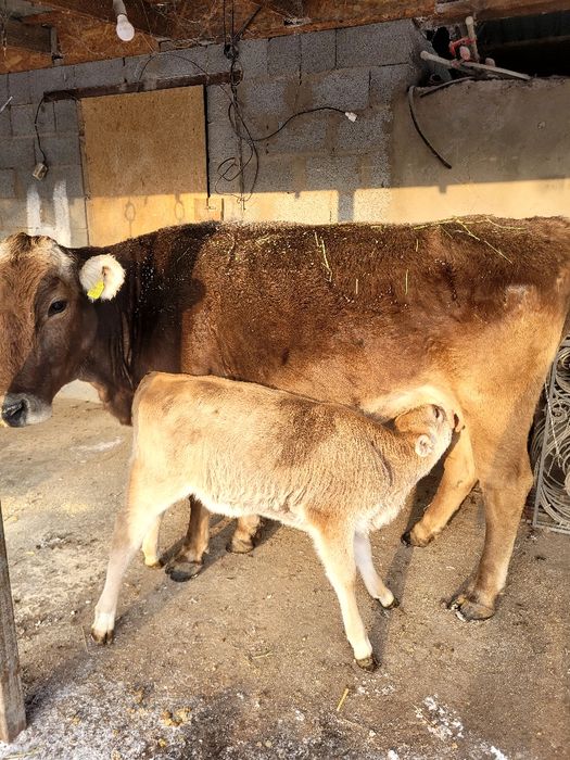 Алатау сиыр бұзауымен. Екі айлық