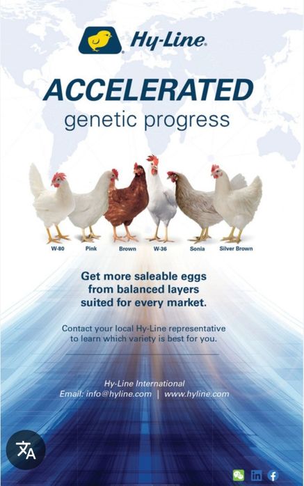 Хаммаси 100 % товук чикади.  Хай-лайн жужалари Jojalar