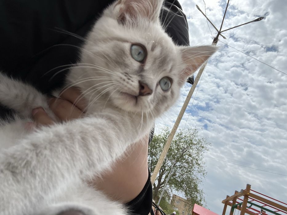 котёнок город жанаозен