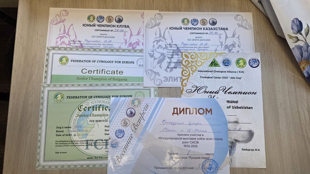 Продам щенков французкого бульдогаа