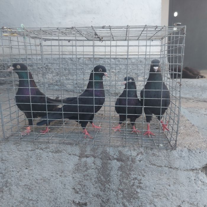 Жук Иран 3 самец 1 самка