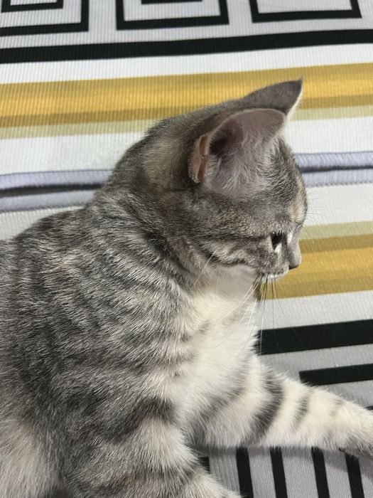 Отдам кошку бесплатно
