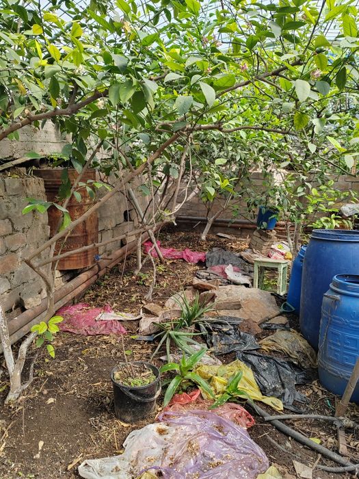 Взрослые Деревья лимона