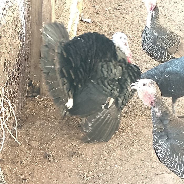 Индюк қораз 1 жыл енд болады