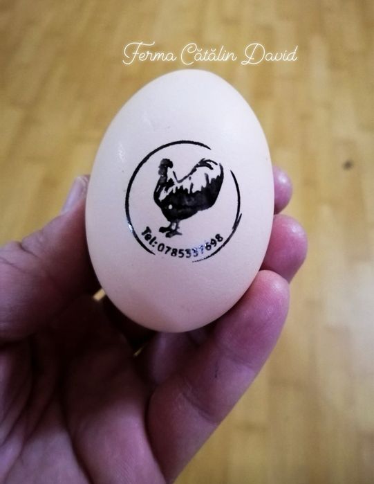 Oua incubat Australorp Negru Albastru Splash