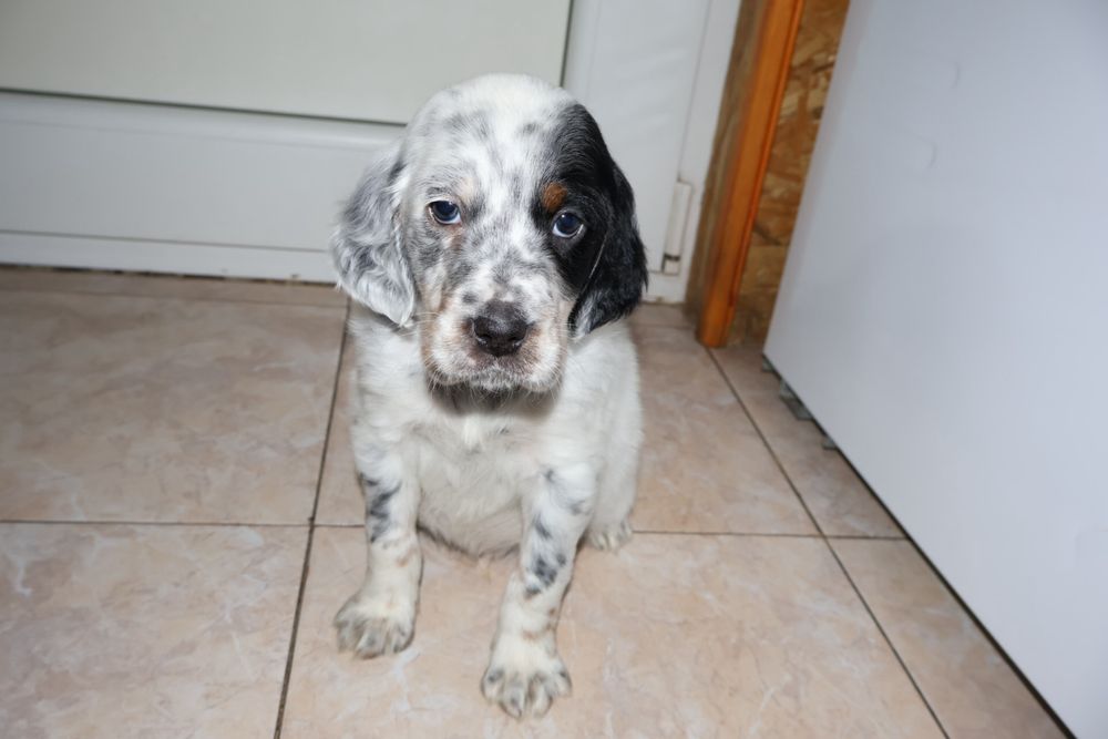 Трицветен Английски сетер