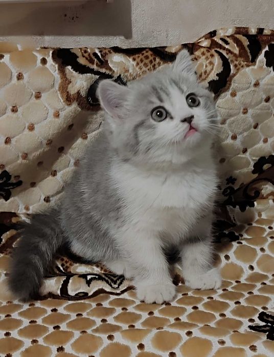 Продается котенок девочка скотиш-страйт.