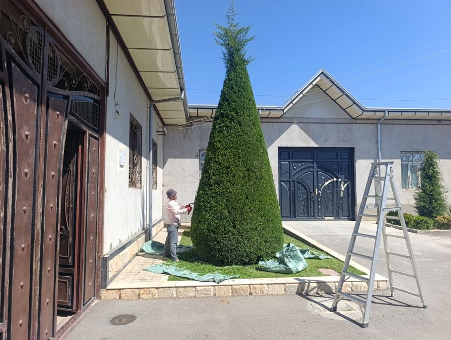 Archa kesish Арча кесиш Арча дорилаш хизмати