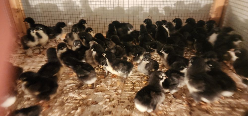 1 HAFTALIK JERSI GIGANT zotini JO‘JALARI Цыплята Джерсийский Гигант