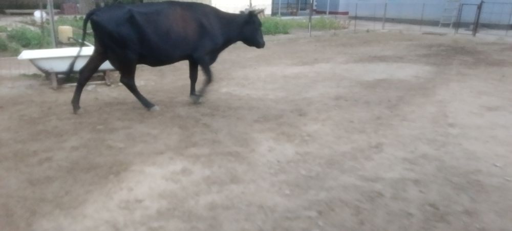 Продам молочную корову