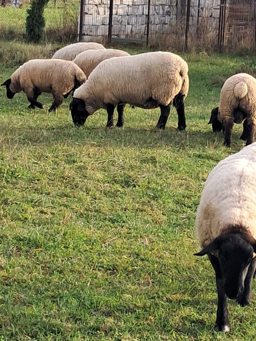 Vindem oi rasa Suffolk