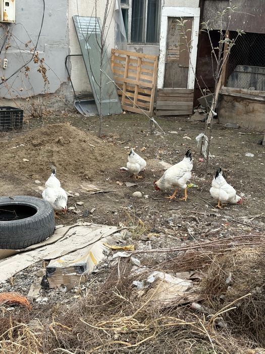 куры петухи.      .