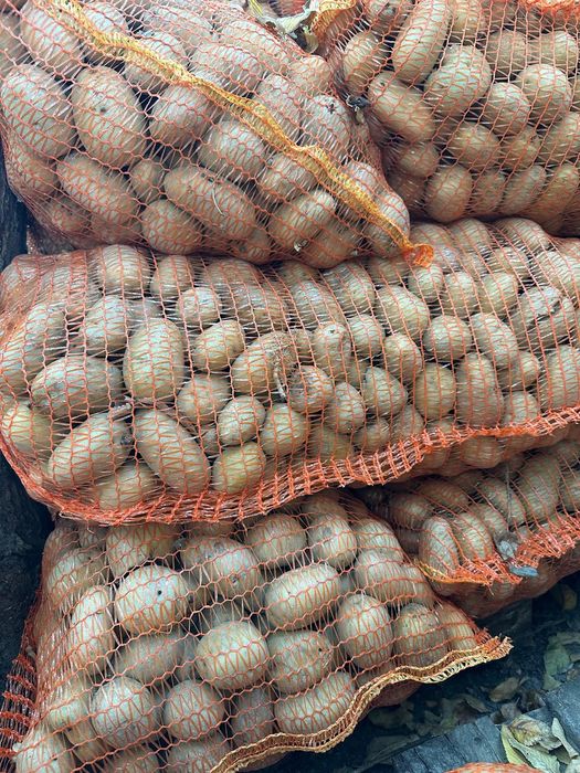 Cartofi pentru animale