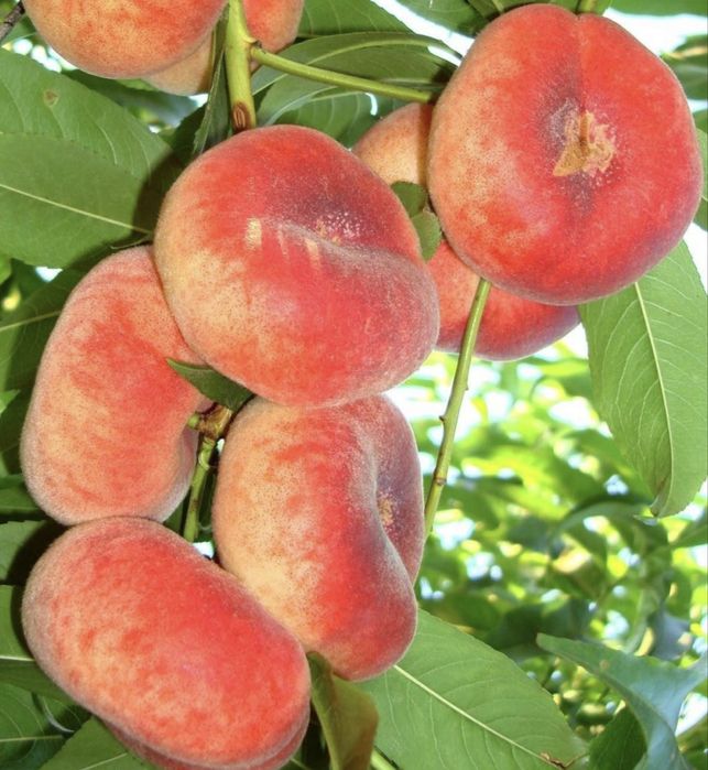 Pomi fructiferi columnari-Piersic turtit