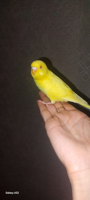 Ручные волнистые попугаи