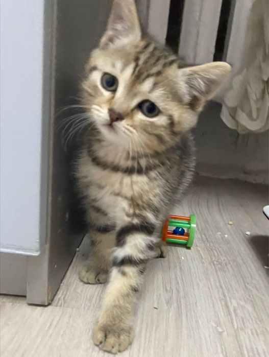 котенок скоттиш страйт