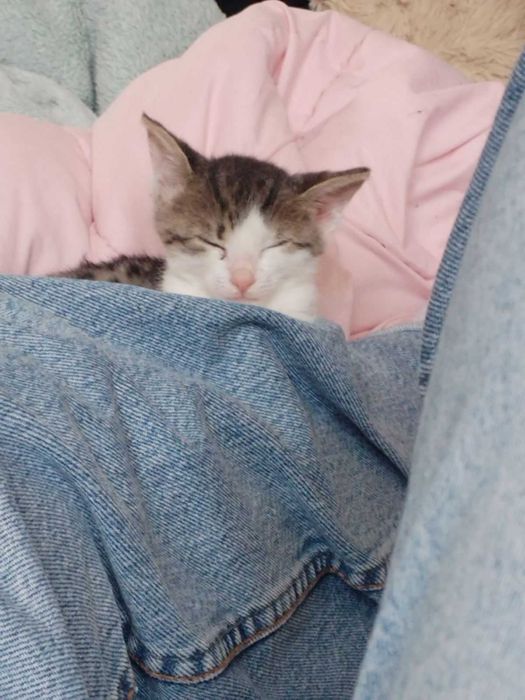 Подарявам котенце женско