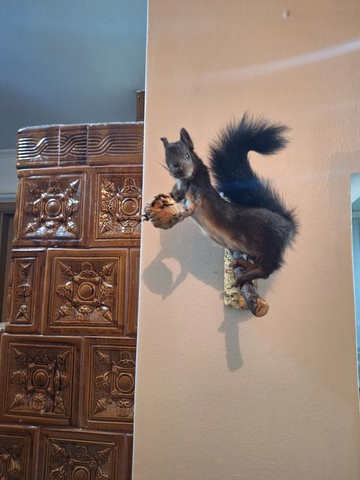 Veverita     impaiată