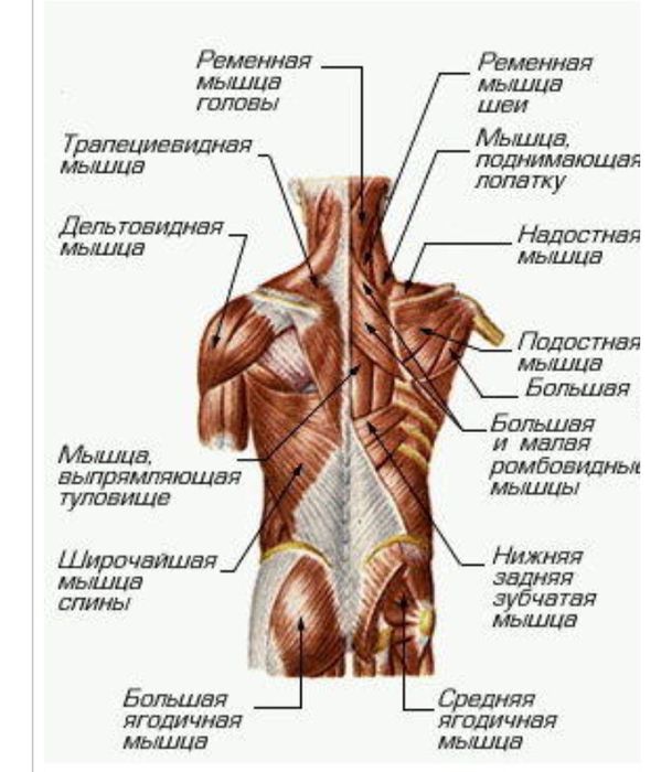 Лечебнооздоровительный массаж