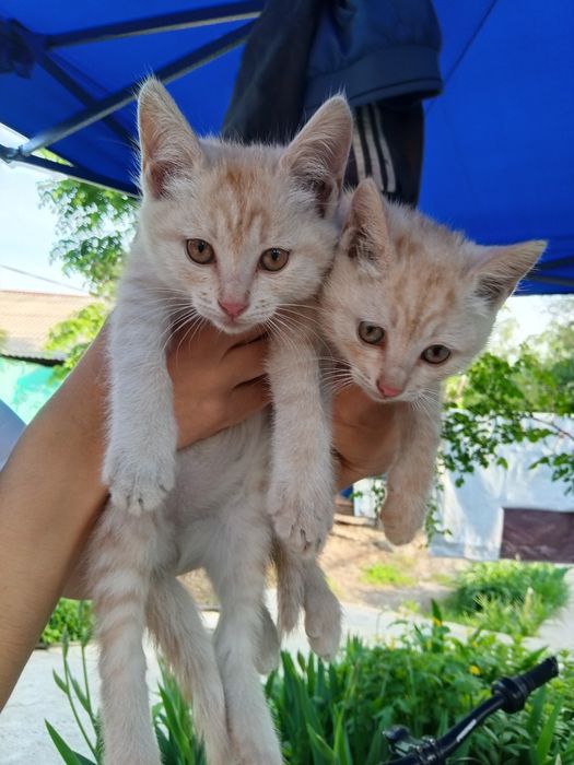 Отдам котят в добрые руки