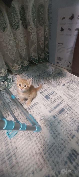 Бесплатно Котёнки, мушук болалари бепул