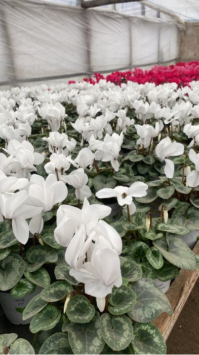 Flori perioada 14-8 februarie