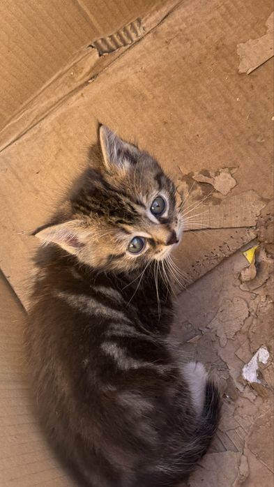 Котят породный 3 шт