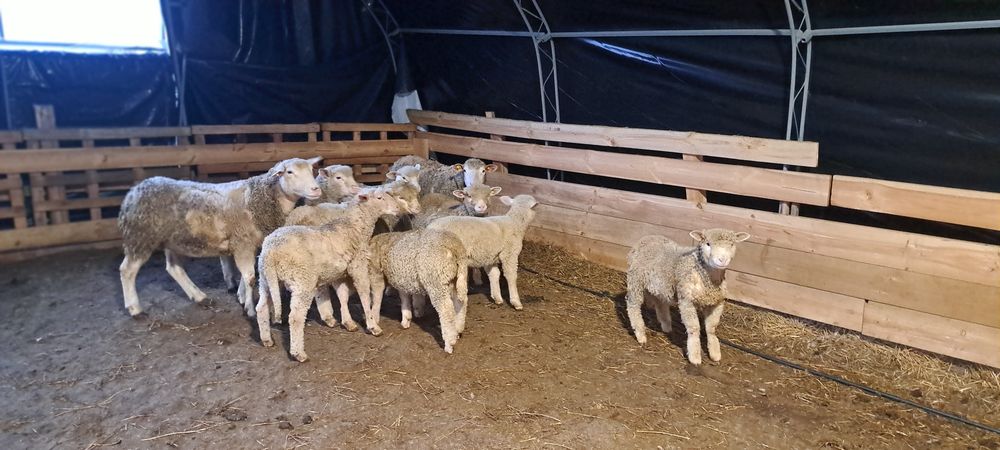 Продавам агнета и овце ил дьо франс